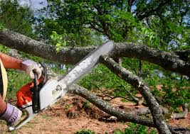 Best Tree Health Inspection  in Columbus, TX