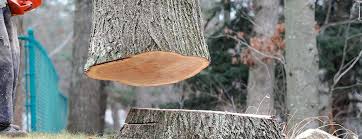 Best Tree Risk Assessment  in Columbus, TX