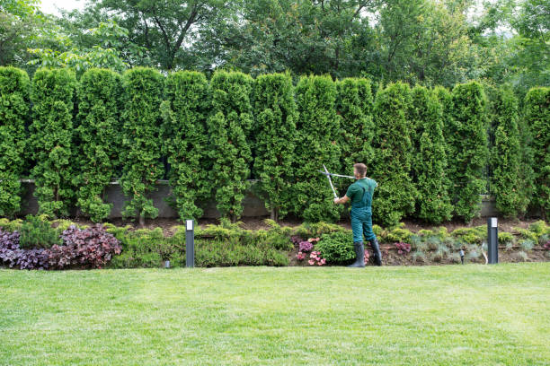 Best Fruit Tree Pruning  in Columbus, TX