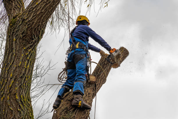 How Our Tree Care Process Works  in  Columbus, TX