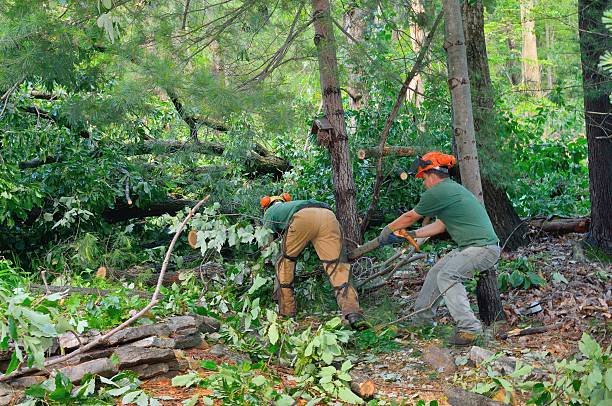 Best Hazardous Tree Removal  in Columbus, TX