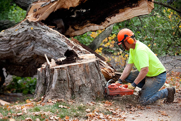 Best Tree Maintenance Programs  in Columbus, TX