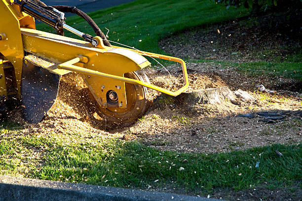 Best Emergency Tree Removal  in Columbus, TX