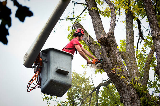 How Our Tree Care Process Works  in  Columbus, TX