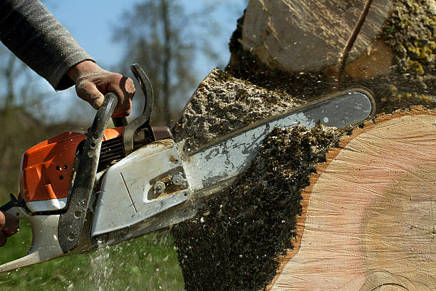 Best Storm Damage Tree Cleanup  in Columbus, TX