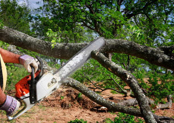 Best Arborist Consultation Services  in Columbus, TX